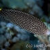 wrasse_spotted_white_elp_si_h_0512_egy2254.jpg